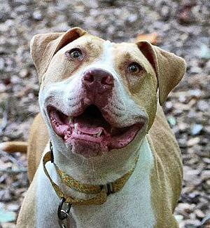 Nettle, Pit Bull Terrier, adult, available for adoption