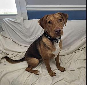 Rocky, American Foxhound, adult, available for adoption