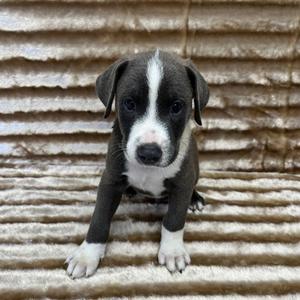 Eli, Pit Bull Terrier / Doberman Pinscher, puppy, available for adoption