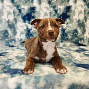 Peanut, Pit Bull Terrier / Husky, puppy, available for adoption