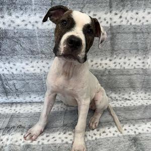 A white and brown dog sitting on a gray blanket with white polka dots.