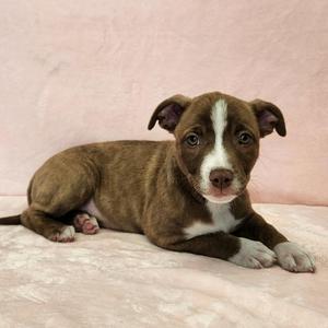 Bacon, Pit Bull Terrier / Husky, puppy, available for adoption