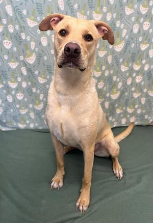 A light brown dog with floppy ears sits facing forward against a light blue background with a whimsical pattern.