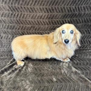 A long-haired dachshund with a golden coat and large, expressive eyes is lying on a textured brown blanket.