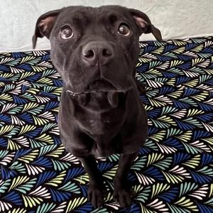 Lilo, Boxer / American Bulldog, young, available for adoption