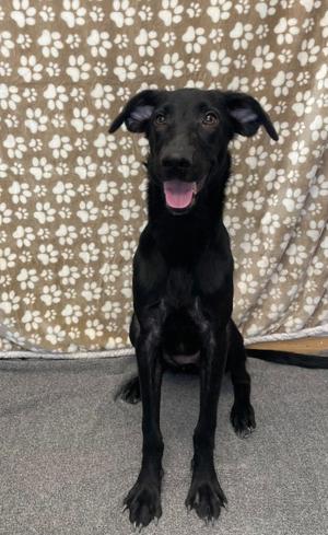 Nyla, Labrador Retriever / German Shepherd Dog, puppy, available for adoption