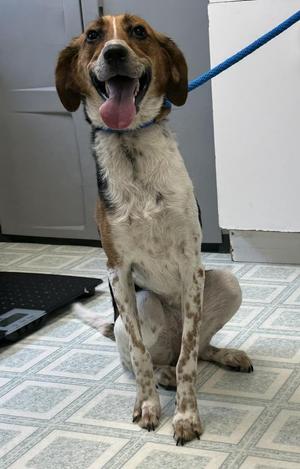 Millie, Hound, young, available for adoption