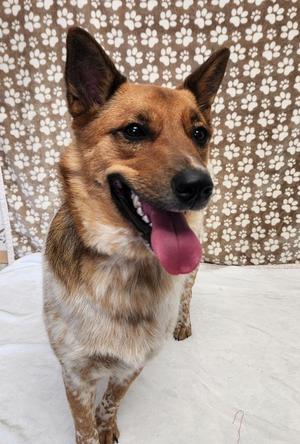 Jock, Australian Cattle Dog / Blue Heeler / Shiba Inu, young, available for adoption