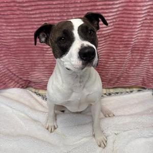 Marge, American Bulldog / Pit Bull Terrier, young, available for adoption