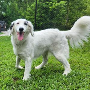 Princess, English Setter / Poodle, adult, available for adoption