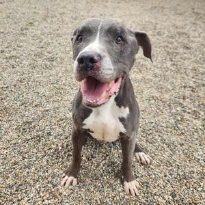 A happy gray and white dog with a black nose and a pink tongue, sitting on a gravel surface.