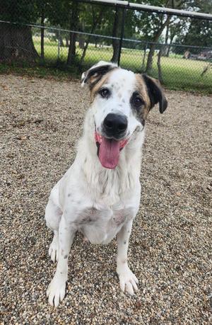 A white dog with black spots and a pink tongue is sitting on a gravel surface, looking up with its mouth open.