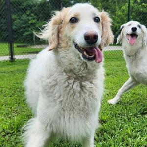 Queenie, English Setter / Poodle, adult, available for adoption