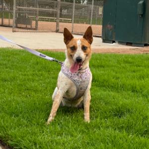 Kora, Queensland Heeler, adult, available for adoption