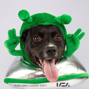 A black dog wearing a green frog hat and a silver space suit, making a peace sign with its paws.