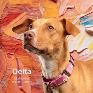 A brown dog with a pink collar named Delta from Yucaipa Animal Placement Society.