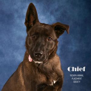 A photograph of a brown dog with one ear standing up and the other floppy, set against a blue background with text identifying him as Chief from Yucaipa Animal Placement Society.