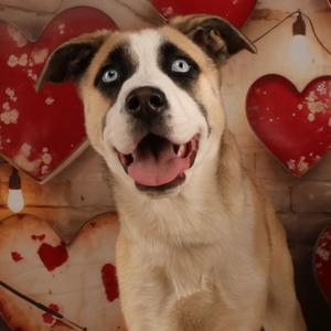 Sky, Husky, Siberian, adult, available for adoption