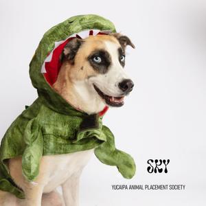 A dog wearing a green dinosaur costume with a red interior, standing against a white background. The text "SKY" and "YUCAPA ANIMAL PLACEMENT SOCIETY" is visible in the bottom right corner.