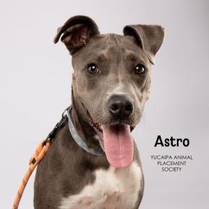 A brown and white dog with its tongue out, wearing a collar and leash, with the text 'Astro YUCAIPA ANIMAL PLACEMENT SOCIETY' next to it.