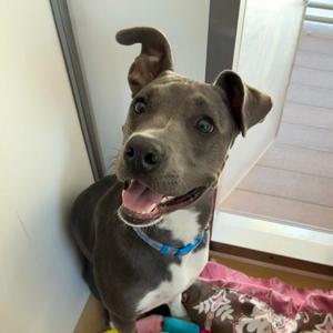 Astro, Great Dane, adult, available for adoption