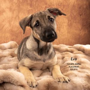A brown and black puppy named Eva lying on a fluffy blanket.