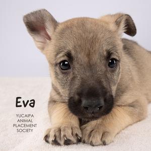 Eva, Shepherd, puppy, available for adoption