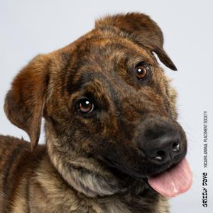 Grizzly Dave, Shepherd, German, adult, available for adoption