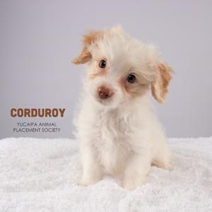 A small, fluffy white puppy with brown ears and eyes, sitting on a white blanket. The text "CORDUROY YUCAPA ANIMAL PLACEMENT SOCIETY" is visible on the left side of the image.