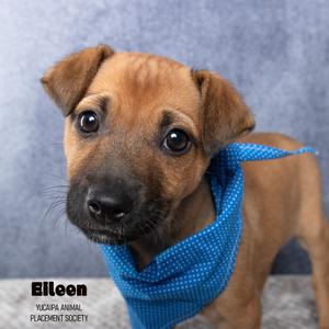 Eileen, Mountain Cur, puppy, available for adoption