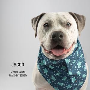 Jacob, Terrier, American Pit Bull, adult, available for adoption