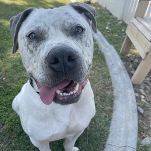 Jacob, Terrier, American Pit Bull, adult, available for adoption