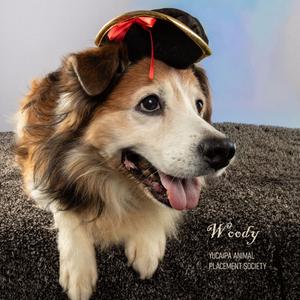 Woody, Shepherd, Australian, senior, available for adoption