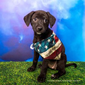 Benson, Mountain Cur, puppy, available for adoption