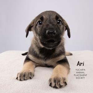 A young puppy with black and tan fur lying on a white blanket. The puppy has large, expressive eyes and floppy ears. Text on the image reads "Ari" and "YUCAIPA ANIMAL PLACEMENT SOCIETY".