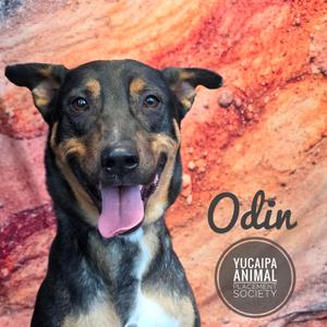 Odin, Mixed Breed (Medium), adult, available for adoption