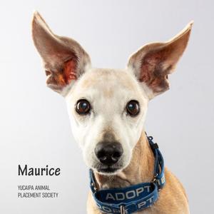 A close-up of a dog named Maurice, wearing a blue collar with the word 'ADOPT' on it. The background is plain white.