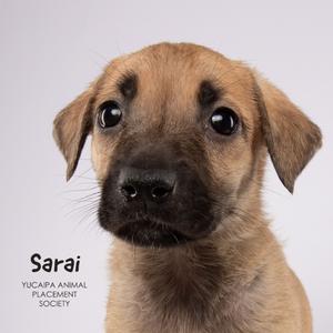 A close-up of a puppy with large, expressive eyes and floppy ears. The puppy has a light brown coat with a darker muzzle. The text 'Sarai' and 'YUCAIPA ANIMAL PLACEMENT SOCIETY' is visible on the left side of the image.