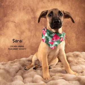 A puppy wearing a colorful bandana sits on a fluffy surface.