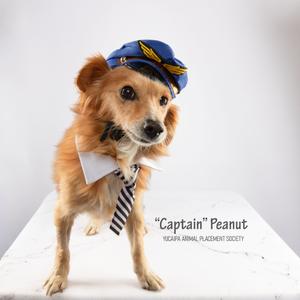 A small dog wearing a blue pilot's hat and a striped tie, standing on a white surface. The text on the image reads "Captain Peanut" and "Yokai Animal Placement Society".