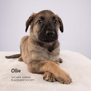 A brown and black puppy named Ollie lying on a white surface.