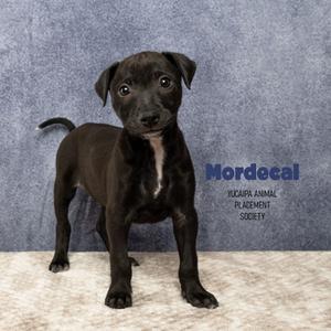 Mordecai, Mountain Cur, puppy, available for adoption