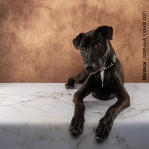 Mordecai, Shepherd, young, available for adoption