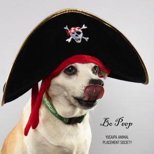 A dog wearing a pirate hat and a red bandana, sticking out its tongue.