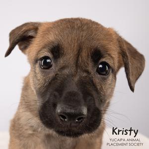 Kristy, Shepherd, puppy, available for adoption