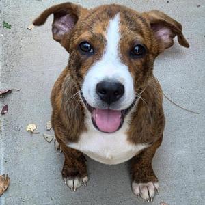 Scott, Boxer, puppy, available for adoption