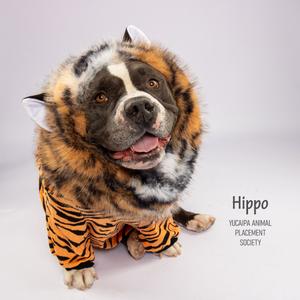 A dog dressed in a tiger costume