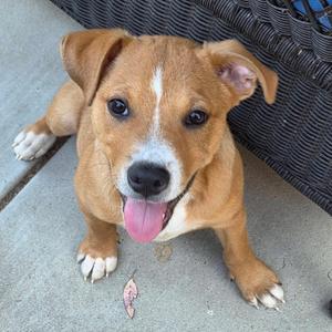 Lydia, Boxer, puppy, available for adoption