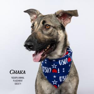 A dog wearing a blue bandana with stars and the words "US Army" on it.