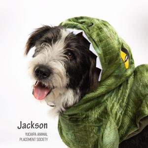 A dog wearing a green dinosaur costume with a yellow eye on the hood.